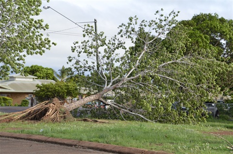Fallen Tree Icon.jpg