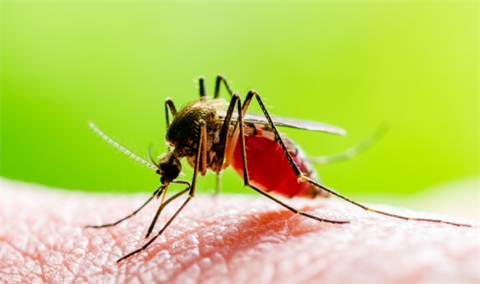 Mosquito Inspection Program.png