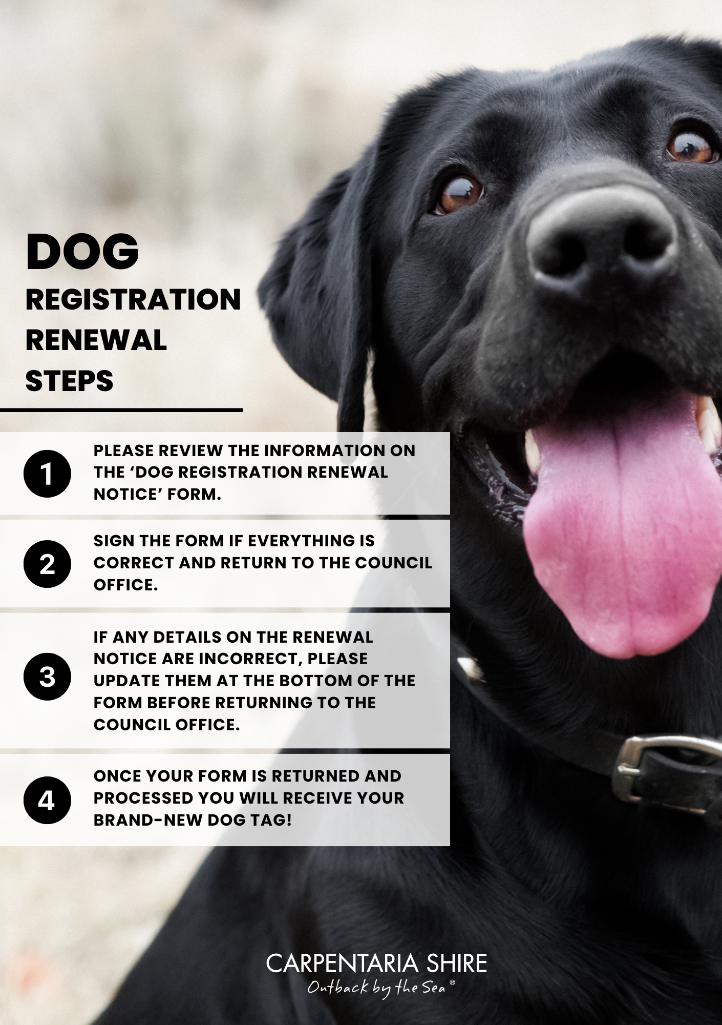 DOG REGO INFO.png